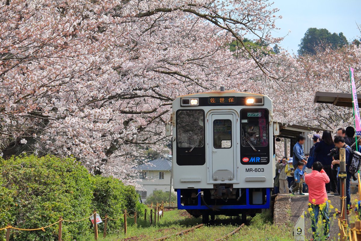 あぶってかもかも とりあえずサブ垢 松浦鉄道 浦ノ崎駅にて 19 03 30 桜のトンネルが綺麗でした 松浦鉄道 浦ノ崎駅 桜の駅 桜 サクラ 伊万里市 佐賀県
