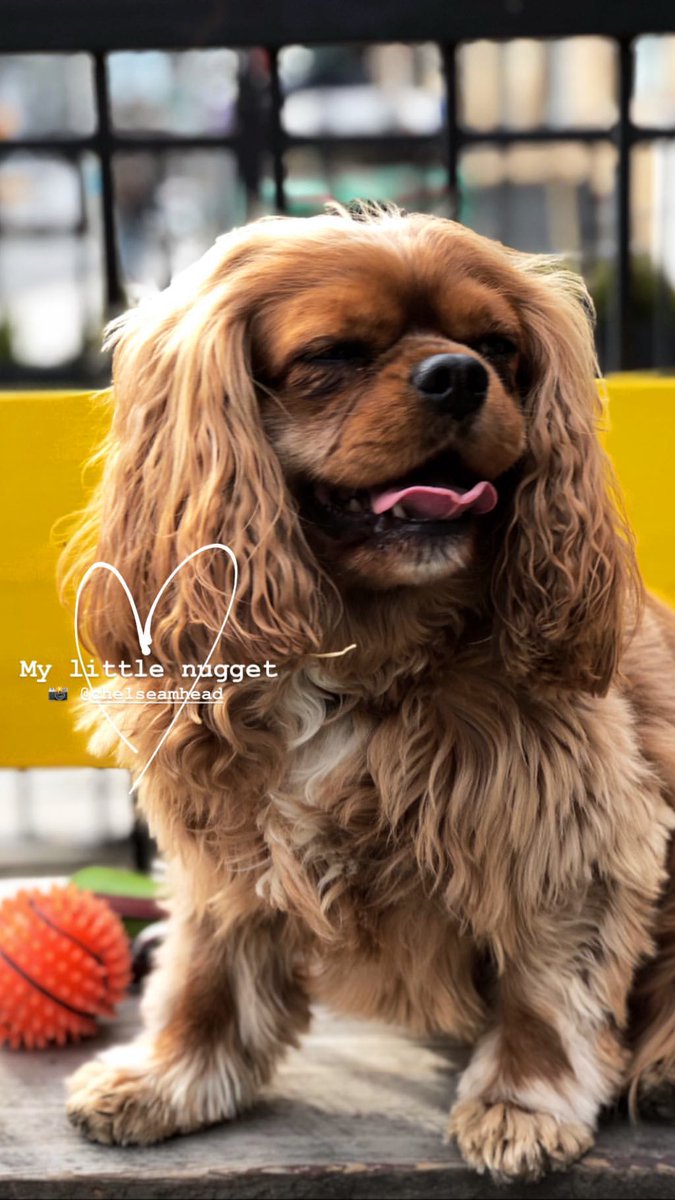 TMI_Uruguay's tweet image. #SeelieQueen @haventhornfalls...#Patate 💚🐶...Friends wedding news...#HelpRequired 😱 @KSueMurray

#ShadowFam #Shadowhunters