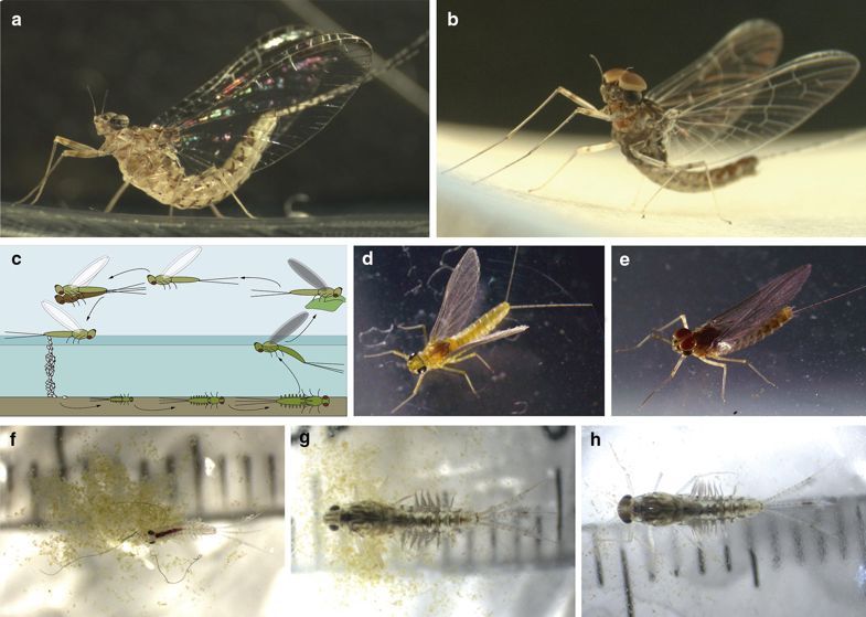 multicellgenome's tweet photo. Every new model organisms increases the "health" of Science. So, happy to see effforts to develop the mayfly Cloeon dipterum as a new model to study insect #evolution by @IsabelAlmudi @fcasfer & others #emergingmodels #biology https://t.co/LscLaDWJ4I https://t.co/QcQ5qUHbpq