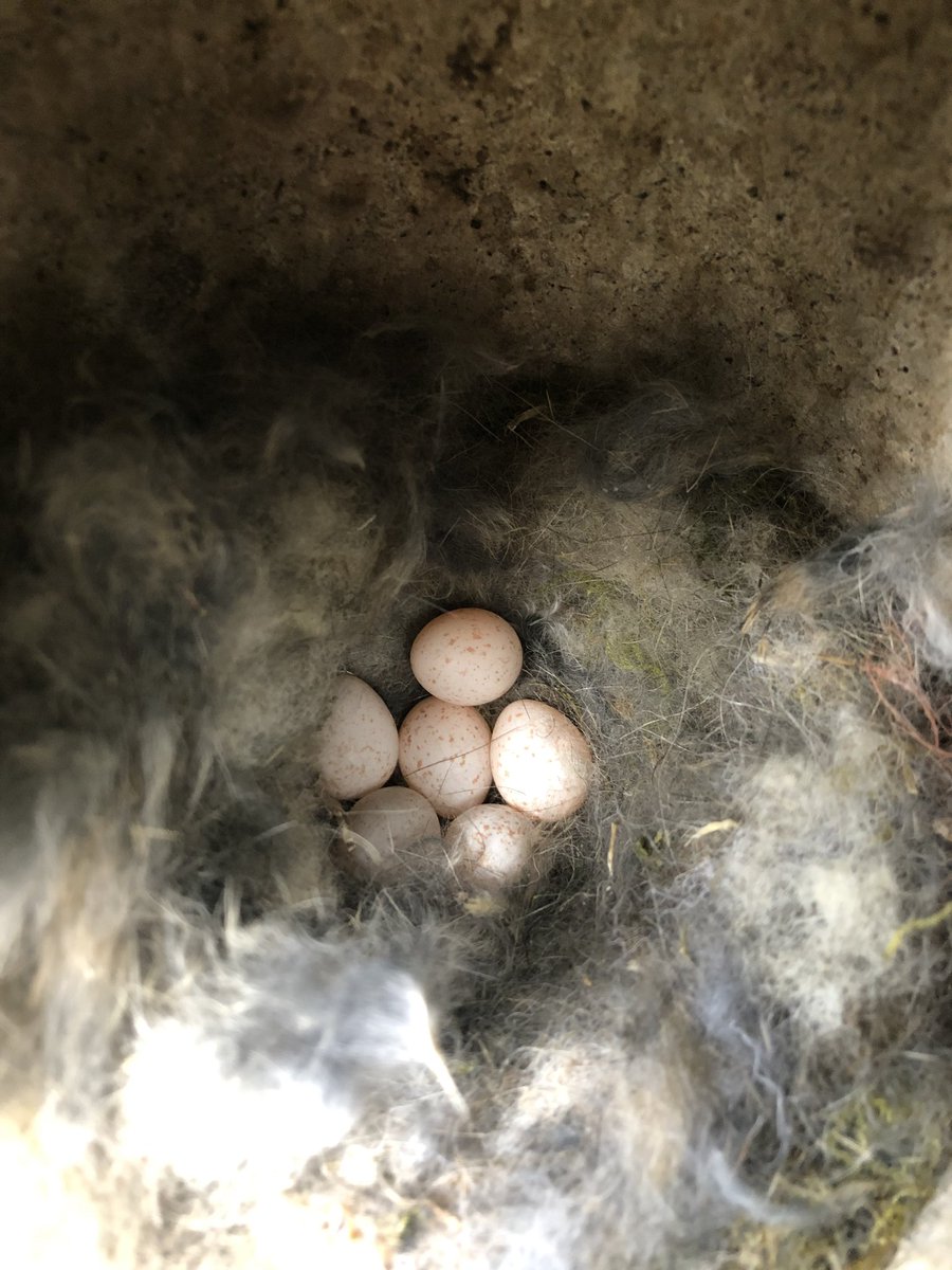 MadingleyBirds tweet media