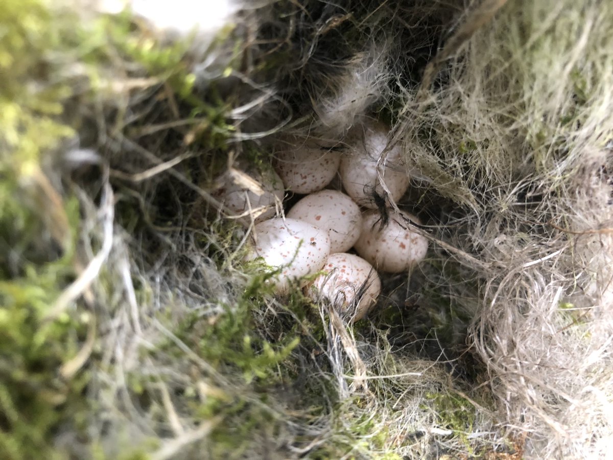 MadingleyBirds tweet media