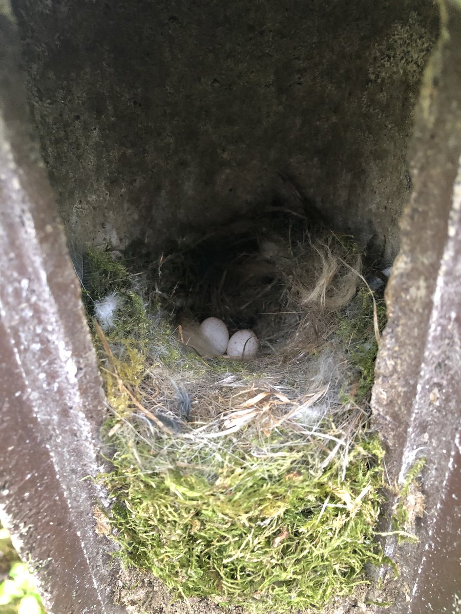 MadingleyBirds tweet media