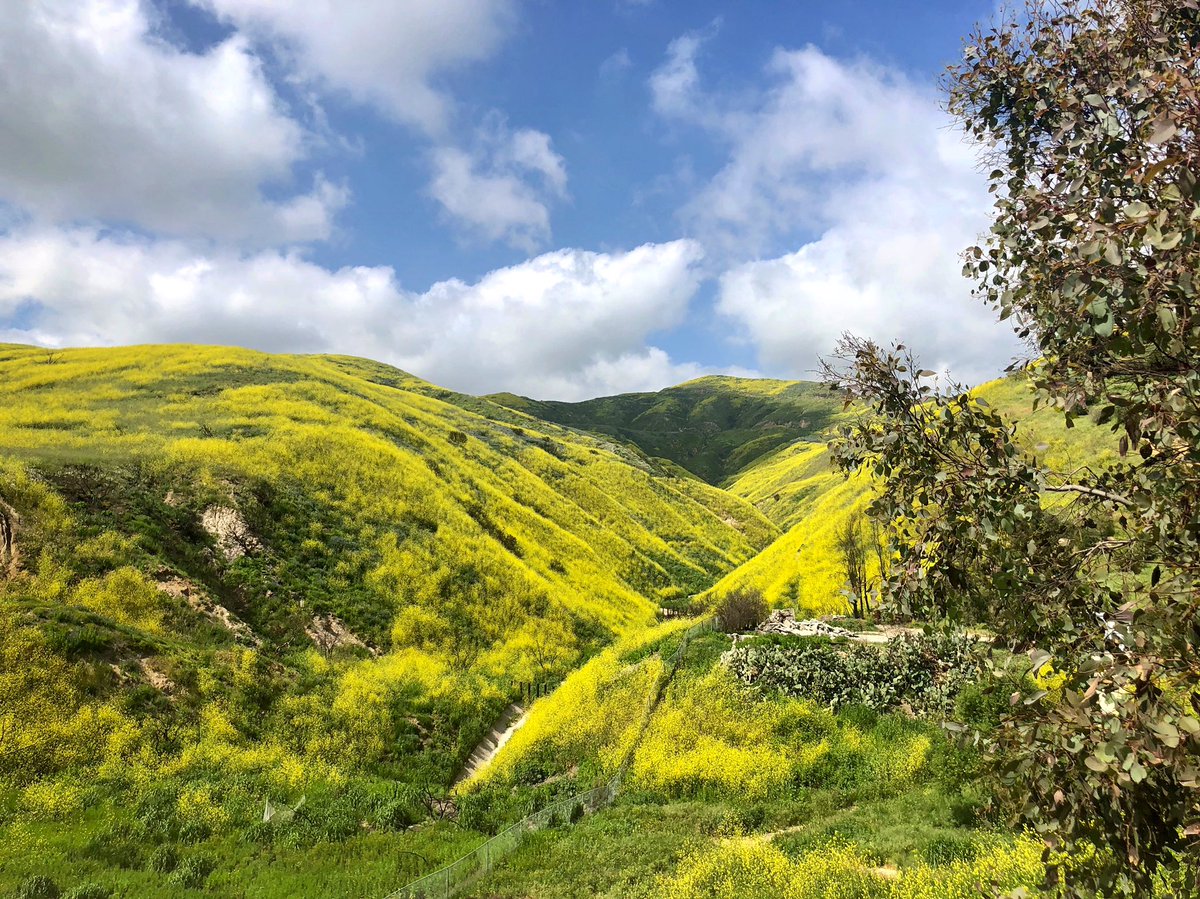 dimeyecorp's tweet photo. What it’s like to work in California😍 #Superbloom brings beautiful colors to #DimEye #VideoLaserScan™ #VideoLaserScanning™ #VLS™ #Blooming #Bloom #Beautiful #HappyWednesday #wednesdaywork #workingwednesday #california #grateful #inspiring #beautifulday https://t.co/an4rNtIrin