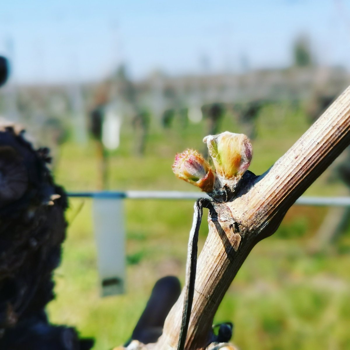 cellar319's tweet photo. A change of seasons, time springs forward. In the light of day, now the real work begins.

The first bud bursts on the Cabernet Franc vines of Bourgueil, 31st March 2019.

#wine #grapes #grapevine #cabernetfranc #bourgueil #touraine #loirevalley https://t.co/dpPb5dwIYy
