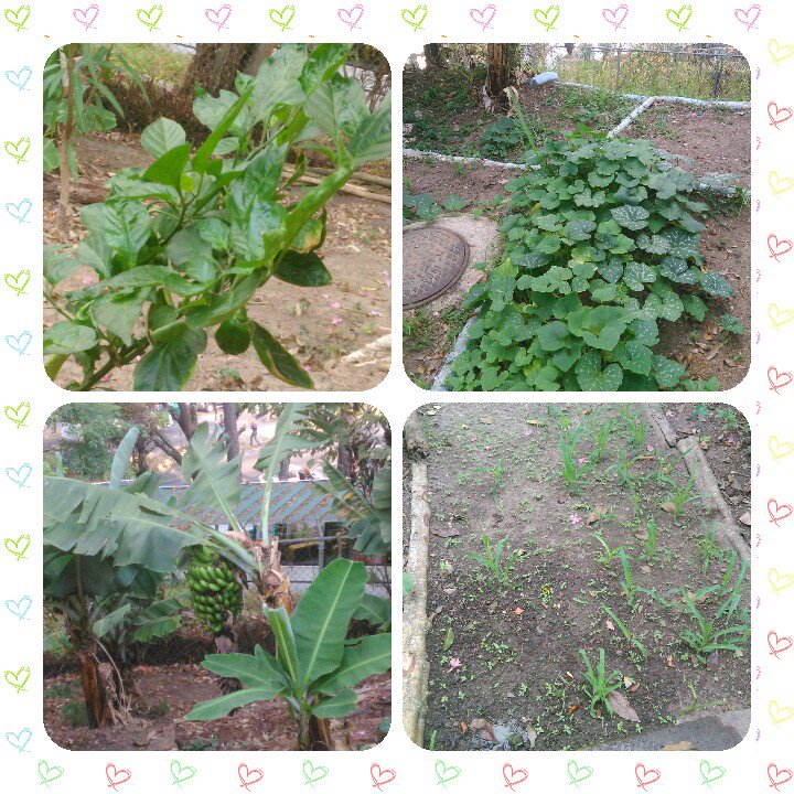 CEI INOSITO CONCIENCIA ECOSOCIALISTA LOS NIÑOS Y NIÑAS DEL CEI INOSITO JUNTAS Y JUNTOS TODO ES POSIBLE EN COMUNIDAD ESCOLAR ( MANOS A LA SIEMBRA)