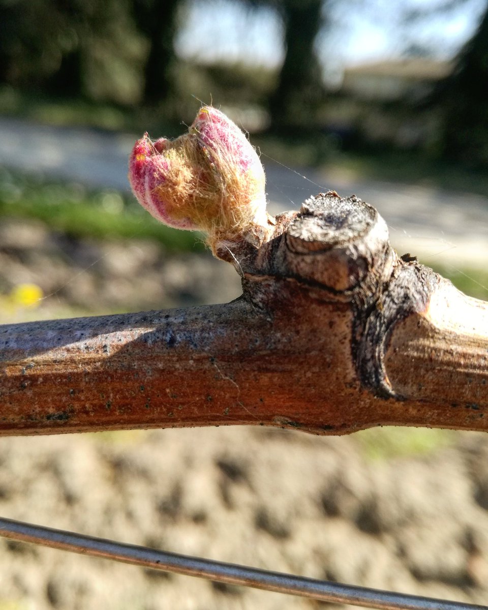 Château du Tailhas tweet media