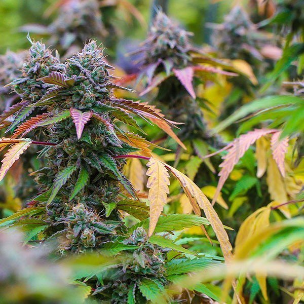 MiamiClubsApp's tweet photo. ⚾️Top 4 Cannabis Strains for the 2019 MLB Baseball Season | Cannabis Now

Baseball season has arrived and more fans than ever will be able to enjoy high-end legal marijuana with their hot dogs and crackerjacks. What’s your favorite Colorado grown strain … https://t.co/AvISCa9Zjh https://t.co/GfrZWCnttz