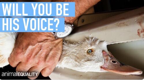 This Saturday <a href="/AnimalEquality/">Animal Equality</a> campaigners will be taking to the streets to urge that the government commit to a UK import ban on this barbaric product  #FoieGrasFreeGB More info here: 
facebook.com/events/1114144…