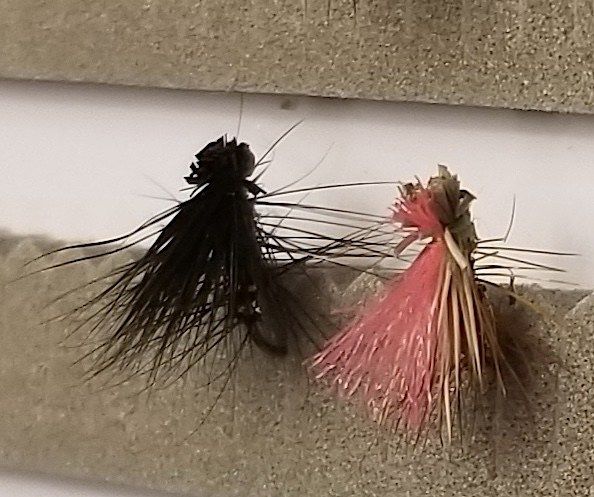 2guysandariver's tweet photo. This has been called the single most important trout-stream insect: https://t.co/Ds2p8xDDWj #caddisflies #springflyfishing #caddis #elkhaircaddis #troutangler https://t.co/4AEZqujqwA