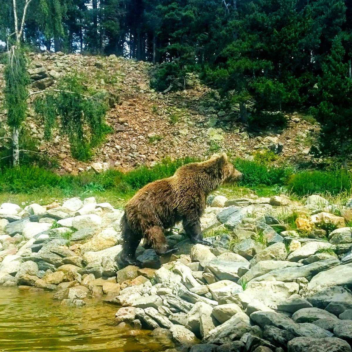 ¿Un parque de aventuras a 2.000 metros de altitud? #Naturlandia está en Andorra, el país de los Pirineos. Los niños y no tan niños se lo pasan genial en este complejo en medio del bosque. Si vas a Andorra no te lo puedes perder 👉mtr.cool/gancilr #Andorra #Naturlandia
