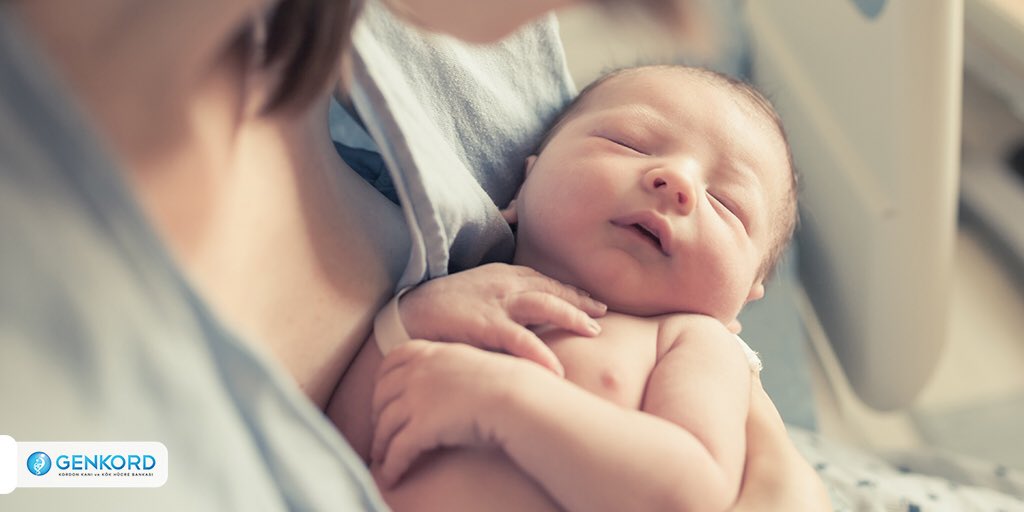 Göbek kordonu dokusu yüksek farklılaşma kapasiteleri ile doku mühendisliğinde ve rejenatif tıpta kullanılabilecek kemik, kıkırdak, kas, sinir hücreleri gibi çeşitli hücrelere dönüşebilmektedirler.  Detaylı bilgi için; 0212 231 5350 - 0533 665 8971 #Genkord #KordonKanı