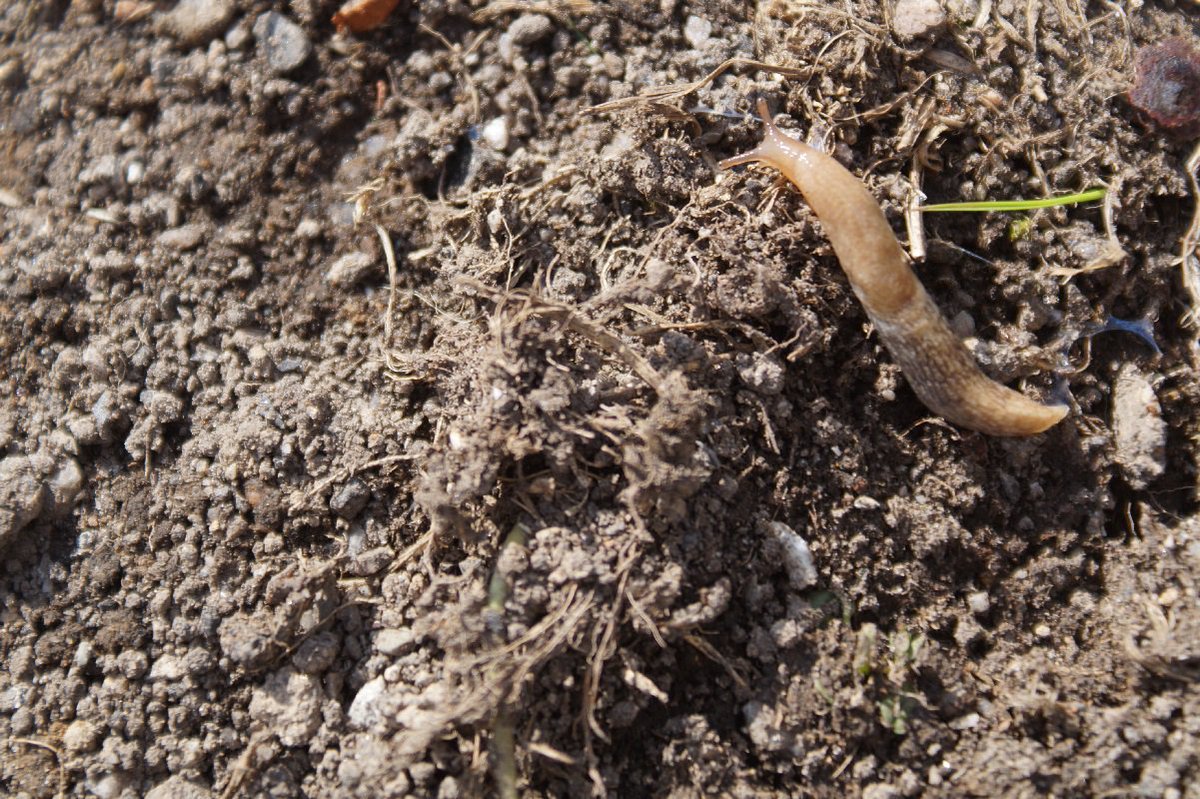 Now open for booking! Slug Patrol: new ways to control slugs in arable farming, Thursday 25 April, 10am-1pm, Mintlaw, Aberdeenshire. Free to attend and lunch included! <a href="/GallowayGrouse/">Patrick Laurie</a> <a href="/NFUStweets/">NFU Scotland</a> <a href="/SAYFC/">SAYFC</a> <a href="/FASScot/">Scotland's Farm Advisory Service</a> <a href="/ScotLandEstates/">Scottish Land & Estates</a> <a href="/scotruralnet/">Scottish Rural Network</a> 
 ow.ly/QH2C30oj0Ke