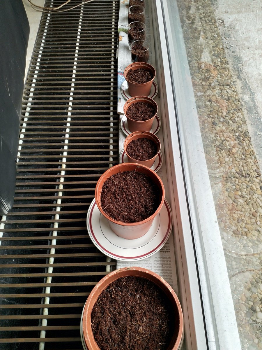 geschke's tweet image. Liebe Kresse, liebes Basilikum, liebe Open-Source-Tomaten (boell.de/de/vielfalt-st…) - jetzt sprießt endlich! Ich will ernten! 😀 #opensourceseeds