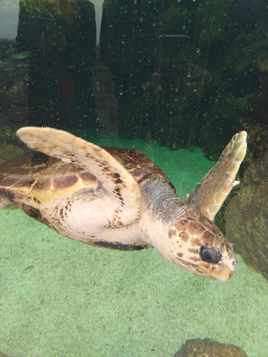 MonacoImpact's tweet photo. EXPLORING THE ODYSSEY &amp; RECOVERY OF SEA TURTLES IN THEIR NEW CARE CENTER: The post EXPLORING THE ODYSSEY &amp; RECOVERY OF SEA TURTLES IN THEIR NEW CARE CENTER appeared first on Monaco Impact. https://t.co/bN78MEkrRQ https://t.co/XLsB18bYkh