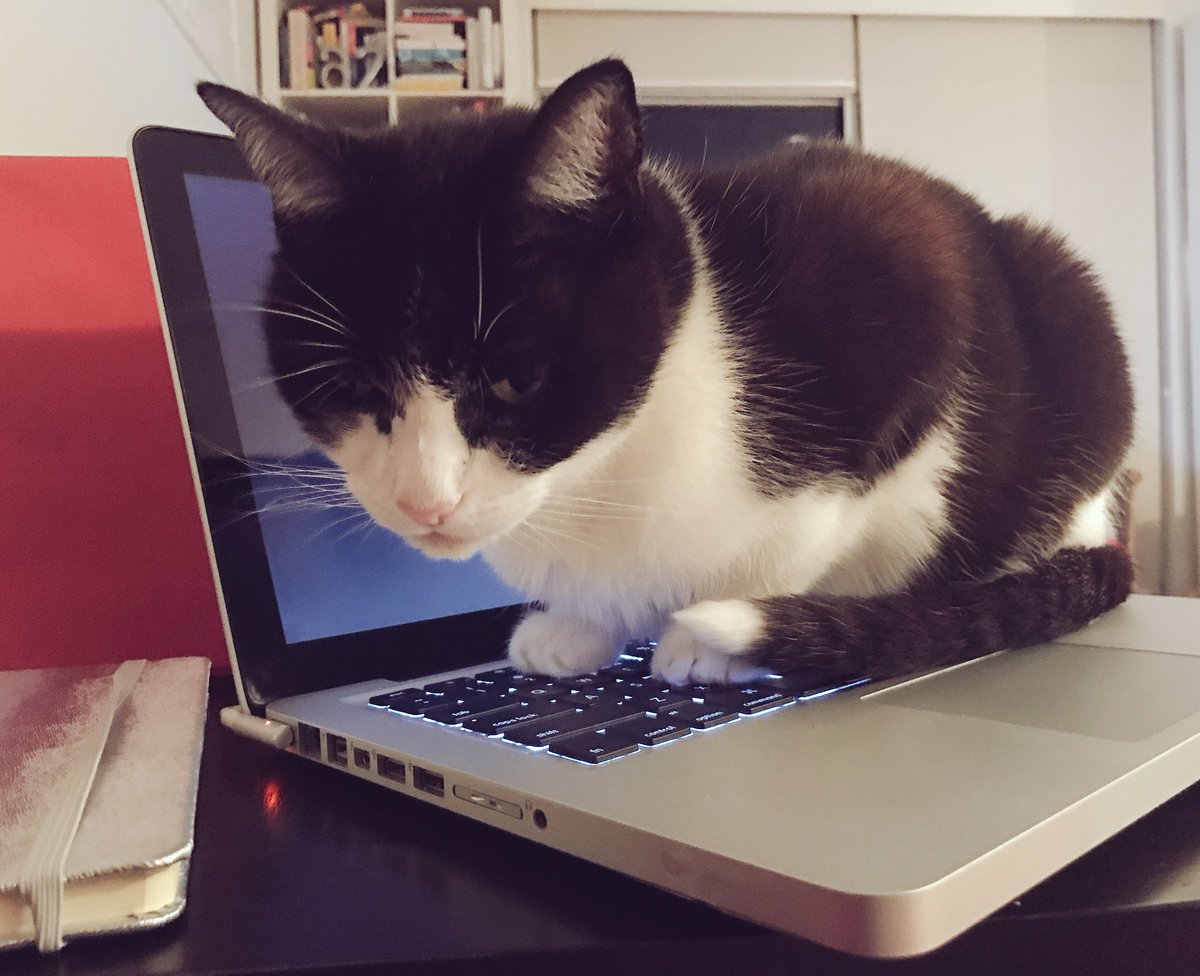 JoannaLambCDC's tweet photo. Ermmm...can't seem to find the mouse.. π€·π»ββοΈ #lapcattop https://t.co/a5IrAxx8Ae