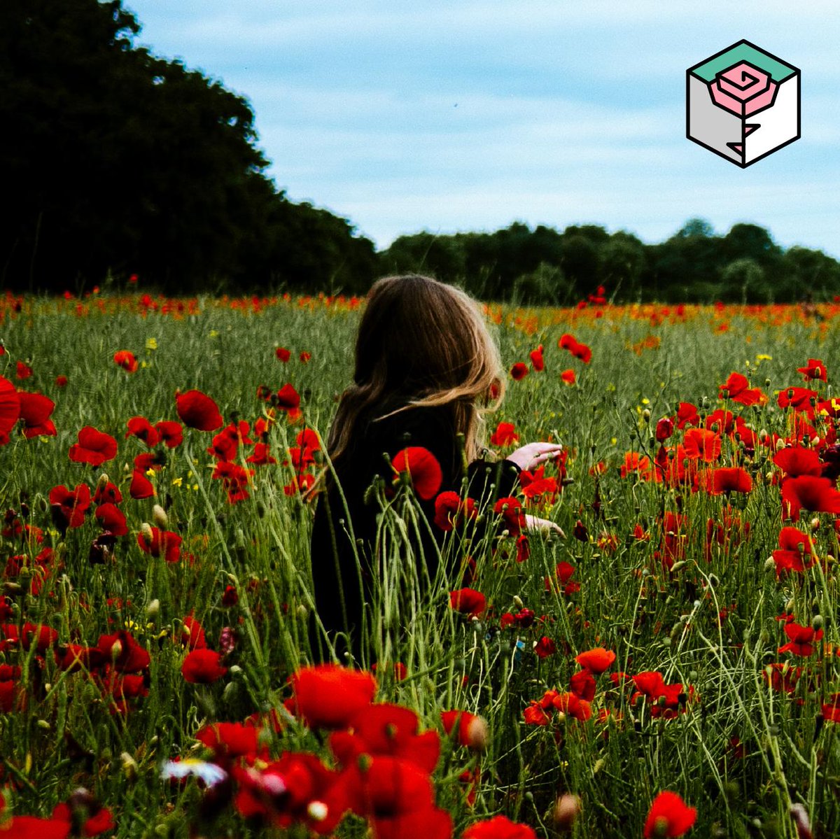 Rosasinbox's tweet photo. Las amapolas son flores tan salvajes como delicadas✨

Aunque tiñen de rojo preciosos paisajes, especies como la “Papaver hybridum” (o amapola triste) son tóxicas⚠️
#RosasInBox #PapaverHybridum #AmapolaTriste https://t.co/y91qaKsszJ