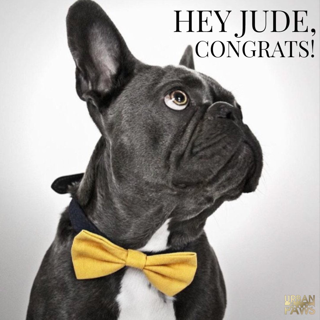 YummyHound's tweet photo. 🎵 Hey Jude, you're on a job
We hope you have fun,
and knock their socks of.
Remember, it's a great dog-part,
Then you can start, to eat more treats 🎵
#MisheardLyricsAndQuotes 

Good luck Jude!
#DogWithAJob https://t.co/XLRUptyt0g
