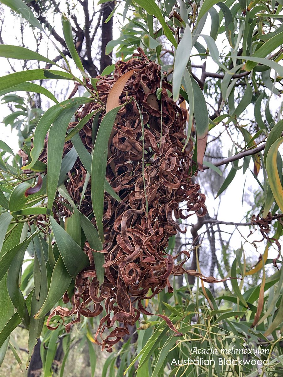 Wenbo77's tweet photo. I hereby announce: after years of searching, I finally found the sacred tree of the Church of the Flying Spaghetti Monster (or Pastafarianism) and it is an Australian native: Blackwood (Acacia melanoxylon). Let's worship it, RAmen! #Acacia #FSM #Fabaceae #相思树 https://t.co/iunI353GZG
