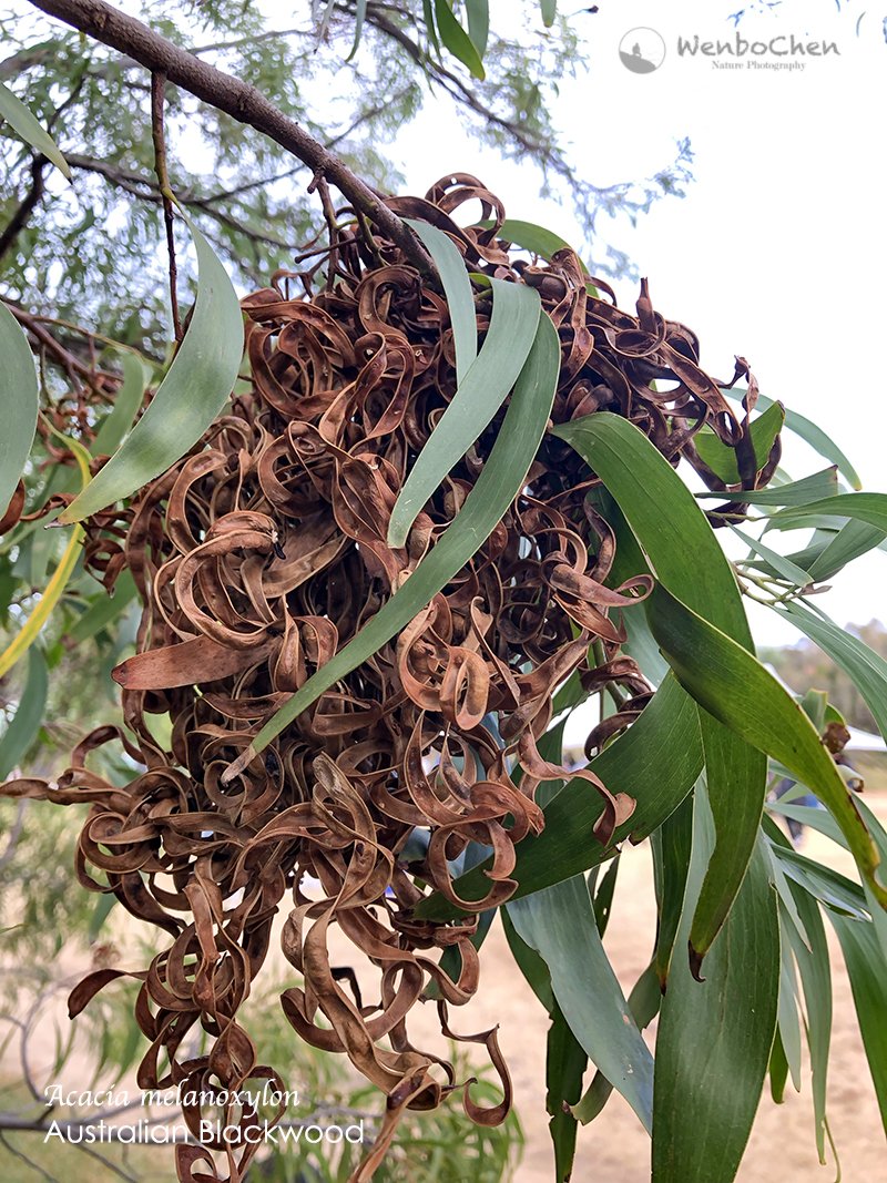 Wenbo77's tweet photo. I hereby announce: after years of searching, I finally found the sacred tree of the Church of the Flying Spaghetti Monster (or Pastafarianism) and it is an Australian native: Blackwood (Acacia melanoxylon). Let's worship it, RAmen! #Acacia #FSM #Fabaceae #相思树 https://t.co/iunI353GZG
