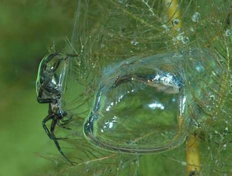 L'argyronète est une araignée qu'on retrouve en France et qui vit sous l'eau ; elle tisse une petite toile dans des plantes et y ramène des bulles d'air pour se faire un nid aérien mais sous l'eau ! (photos par bionique.artbite et Josef Hlasek)