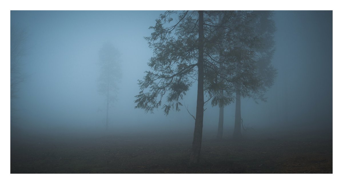 EddAllenPhoto's tweet photo. A collection of photos from a fog filled Friston Forest. Looking forward to the next foggy morning, when it eventually arrives!

#frsitonforest #fog @OPOTY #ThePhotoHour https://t.co/5TI5rJbmmI