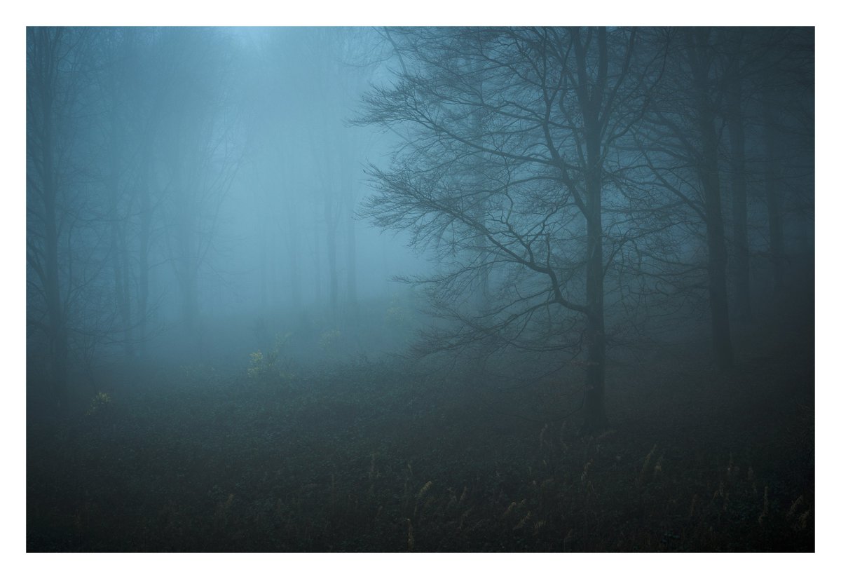 EddAllenPhoto's tweet photo. A collection of photos from a fog filled Friston Forest. Looking forward to the next foggy morning, when it eventually arrives!

#frsitonforest #fog @OPOTY #ThePhotoHour https://t.co/5TI5rJbmmI
