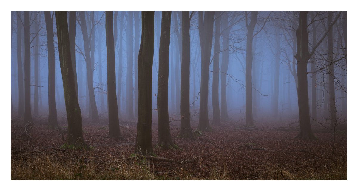 EddAllenPhoto's tweet photo. A collection of photos from a fog filled Friston Forest. Looking forward to the next foggy morning, when it eventually arrives!

#frsitonforest #fog @OPOTY #ThePhotoHour https://t.co/5TI5rJbmmI