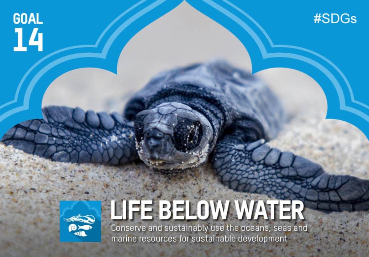 aqua_lit's tweet photo. 🌊Abstract Submission Alert 🌊

This year #EMSEA2019 will focus on the United Nations #SDG14: Life below water💧

.@emseassociation calls #ocean experts to send their abstracts on #marinescience education &amp; #research

Deadlline: 30/04 

Find out more 👉 https://t.co/888TtvJz25 https://t.co/ZeiKzR1WiA