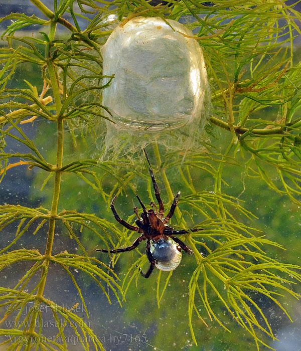 L'argyronète est une araignée qu'on retrouve en France et qui vit sous l'eau ; elle tisse une petite toile dans des plantes et y ramène des bulles d'air pour se faire un nid aérien mais sous l'eau ! (photos par bionique.artbite et Josef Hlasek)