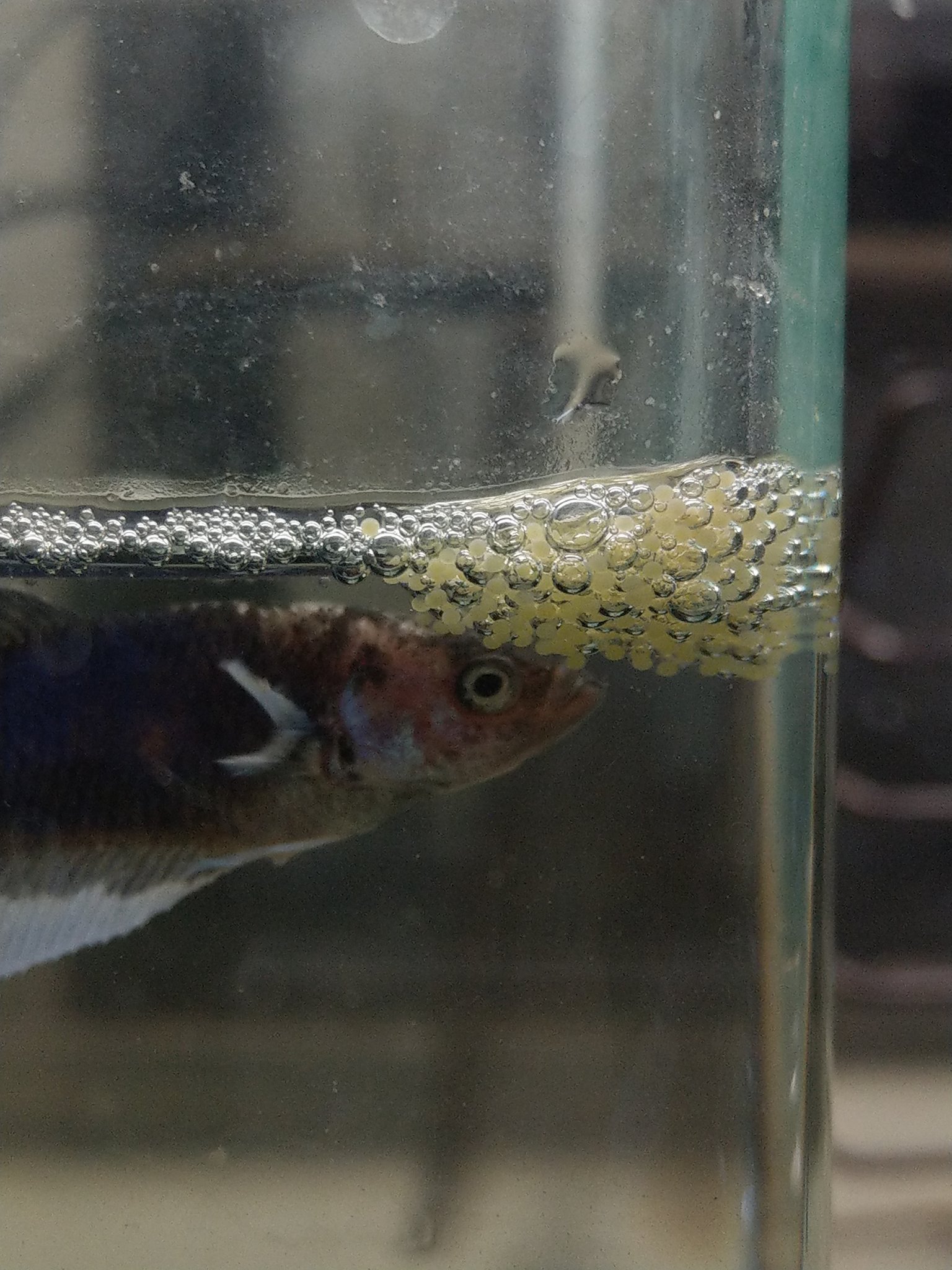 Aquaclub Djキングボス ベタ飼育2日目で産卵してたと思ったのですが これって無精卵ですかね メスが卵を守ってます オスは育児せず産卵後のメスをも追いかけなくなりました Gt Lt ベタ産卵 教えてください ベタ無精卵 T Co Aquaclub Djキングボス ベタ飼育2日目で産卵してたと思ったのですが これって無精卵ですかね メスが卵を守ってます オスは育児せず産卵後のメスをも追いかけなくなりました Gt Lt ベタ産卵 教えてください ベタ無精卵 T Co