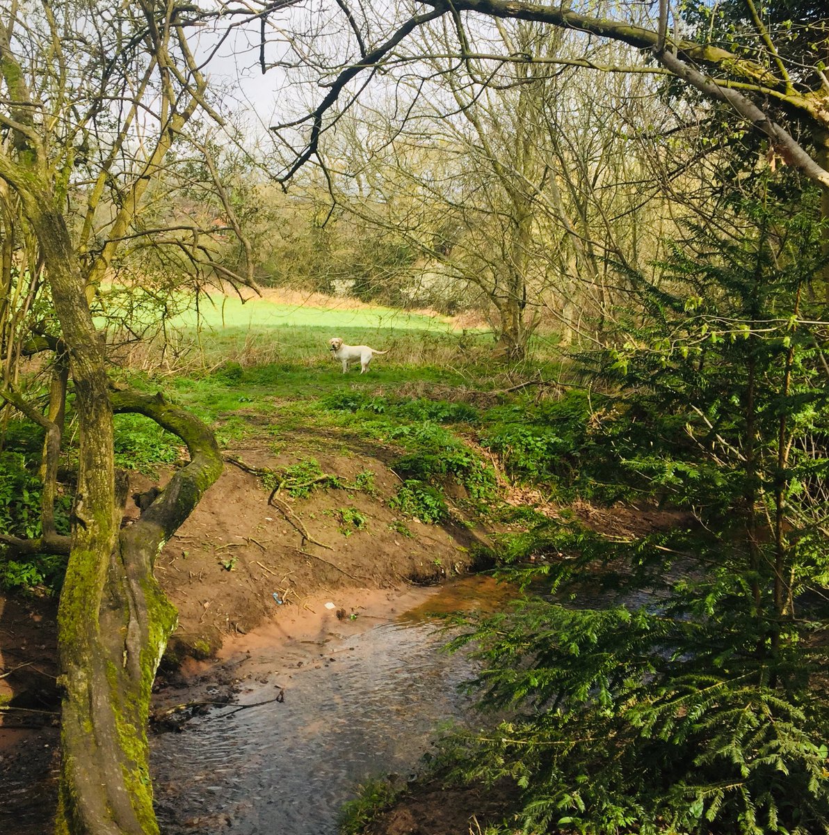 LAnkcorn's tweet photo. Lovely walk in Birmingham this morning! Exercise Works! First Bluebells! Great place to be in. https://t.co/jlMFLIducS
