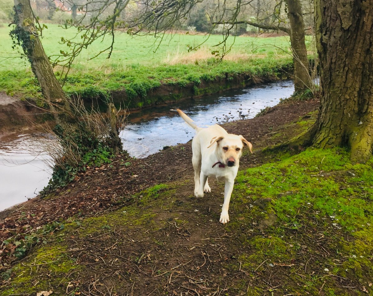 LAnkcorn's tweet photo. Lovely walk in Birmingham this morning! Exercise Works! First Bluebells! Great place to be in. https://t.co/jlMFLIducS