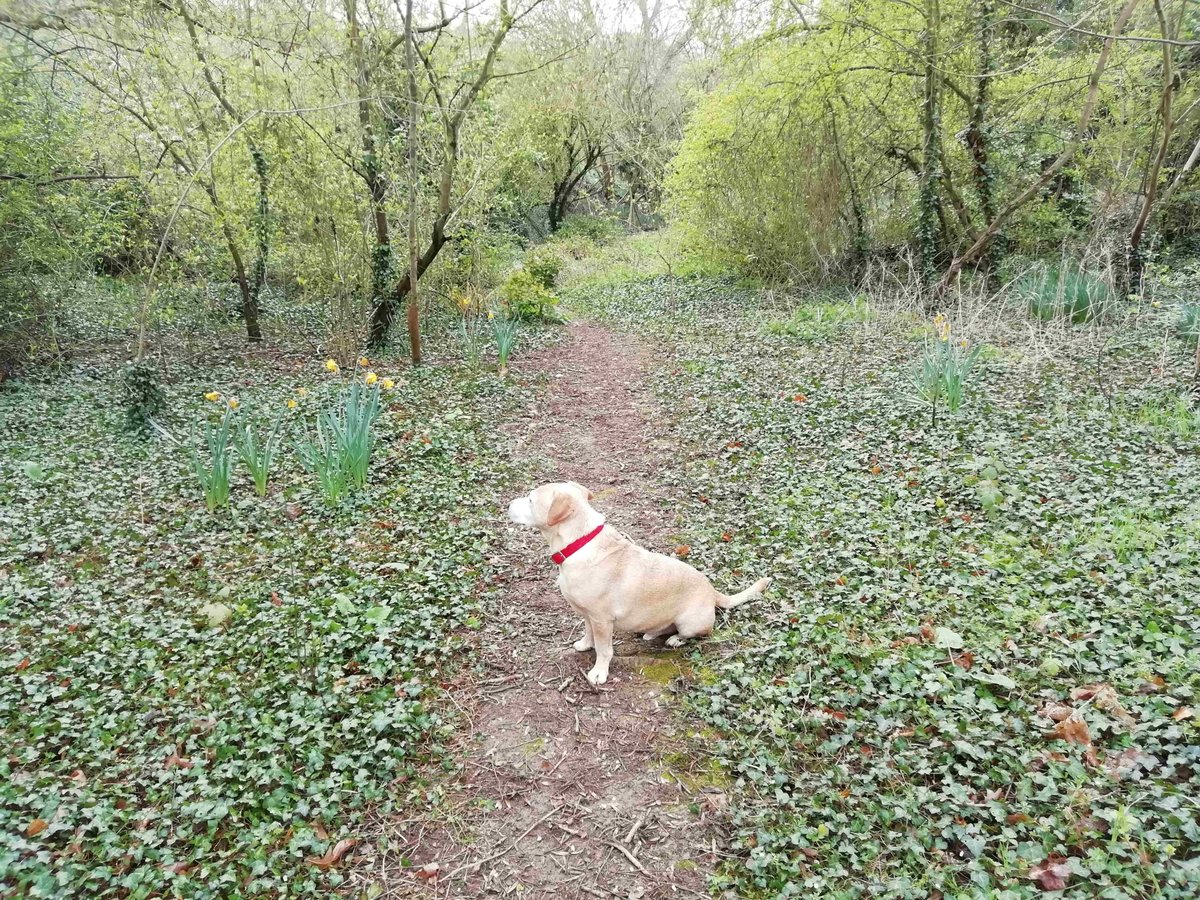 Mark, our newest Maintenance Team Member, enjoyed a lovely spring walk with his four-legged friend Buddy this morning in Titchwell! 🐶 

We hope you are having a wonderful Wednesday 😊 

#WednesdayMotivation