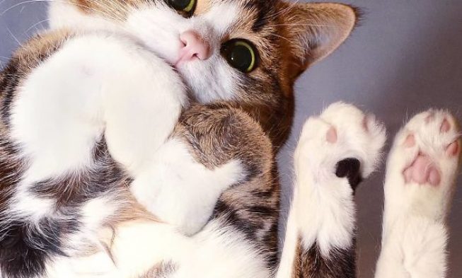 farklifa's tweet photo. 12 Adorable Cat Photos Under Glass Tables https://t.co/dV2qQKuqZZ #cats #glass #photography #table #adorable #animals #funny #hilarious #list12 https://t.co/sYiCkrRdBw
