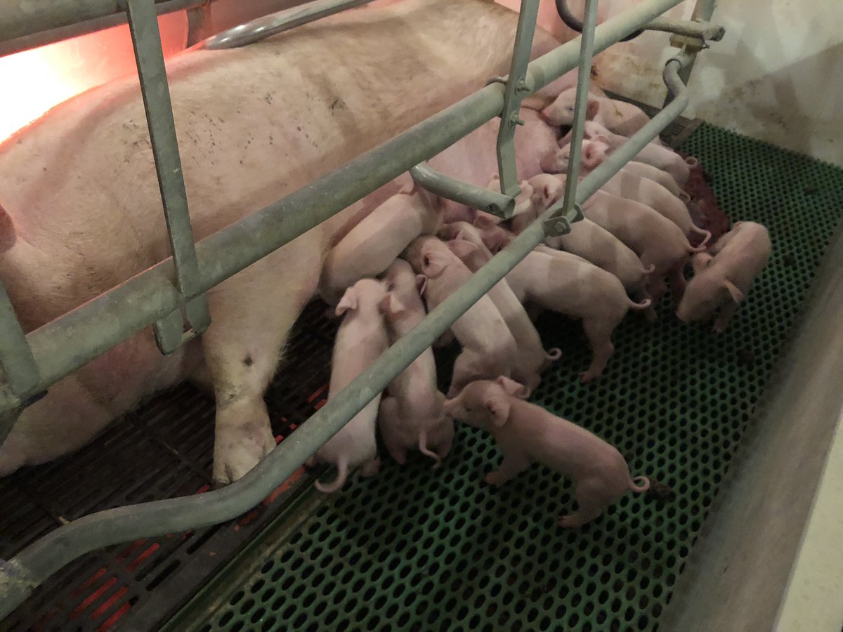 KristyPerrin's tweet photo. Hump day is always better when a gilt Farrows 17 alive !! #zline #TN70 #topigs #OntarioPork #realpigfarming https://t.co/ahzSfpcX6g