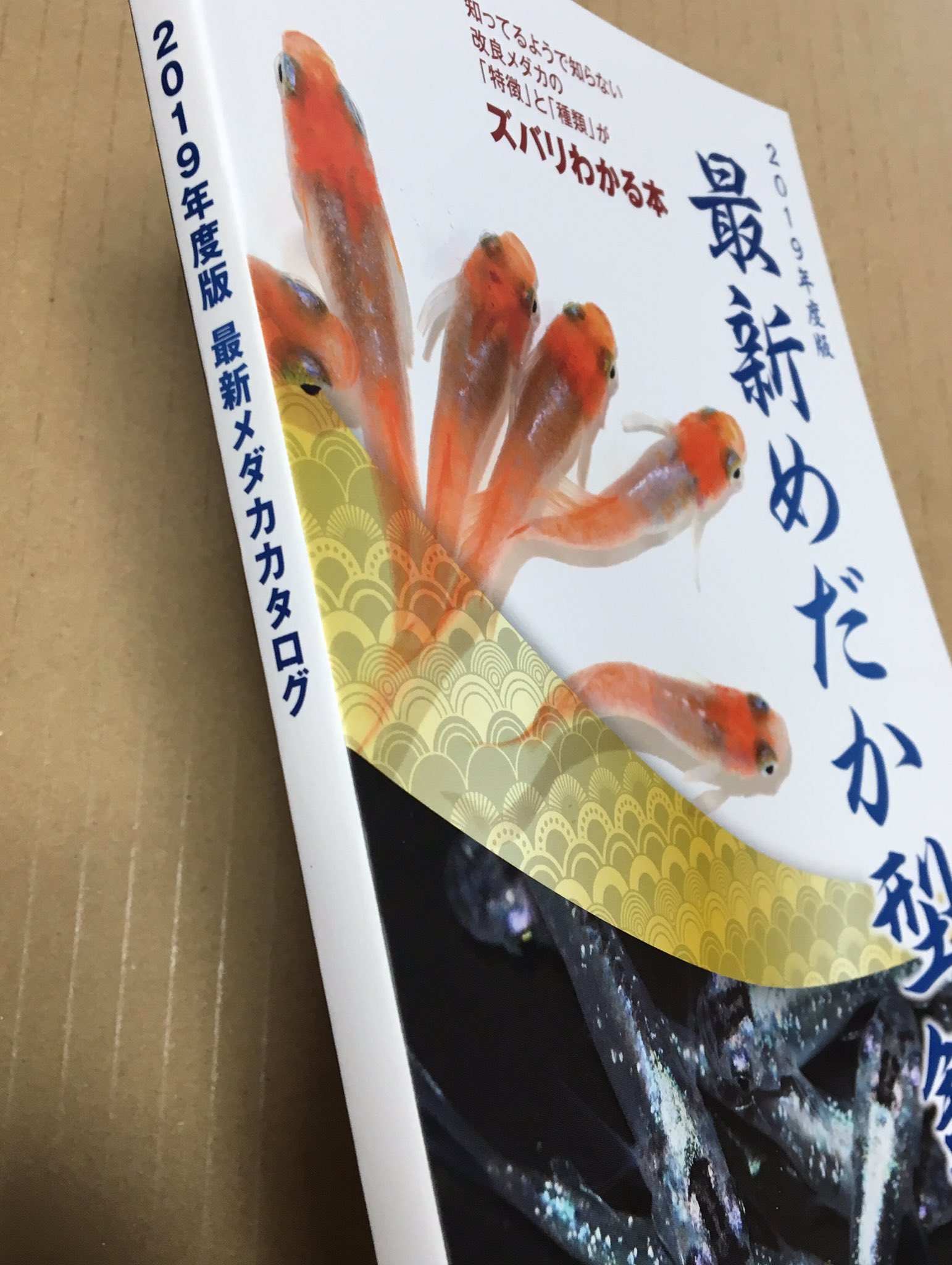 メダカの本屋さん 業者様卸大歓迎 Medakanohonya Twitter