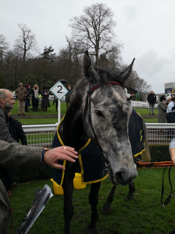 Ownaracehorse tweet media