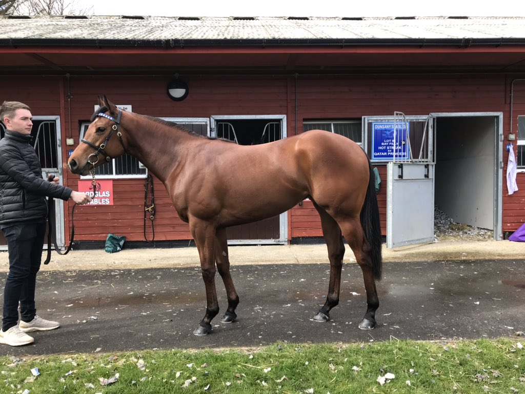 Tweenhills's tweet photo. Strong prices today @tattsascot for FSS HOT STREAK. Lot 84 Filly ex Qatar Princess (pictured) sells for £60k to Cool Silk Partnership @StroudColeman and Lot 79 Colt ex Positivity sells to Thomas Morley for £55k. #top10times #breezers #First2yos https://t.co/FmCC9vmwps
