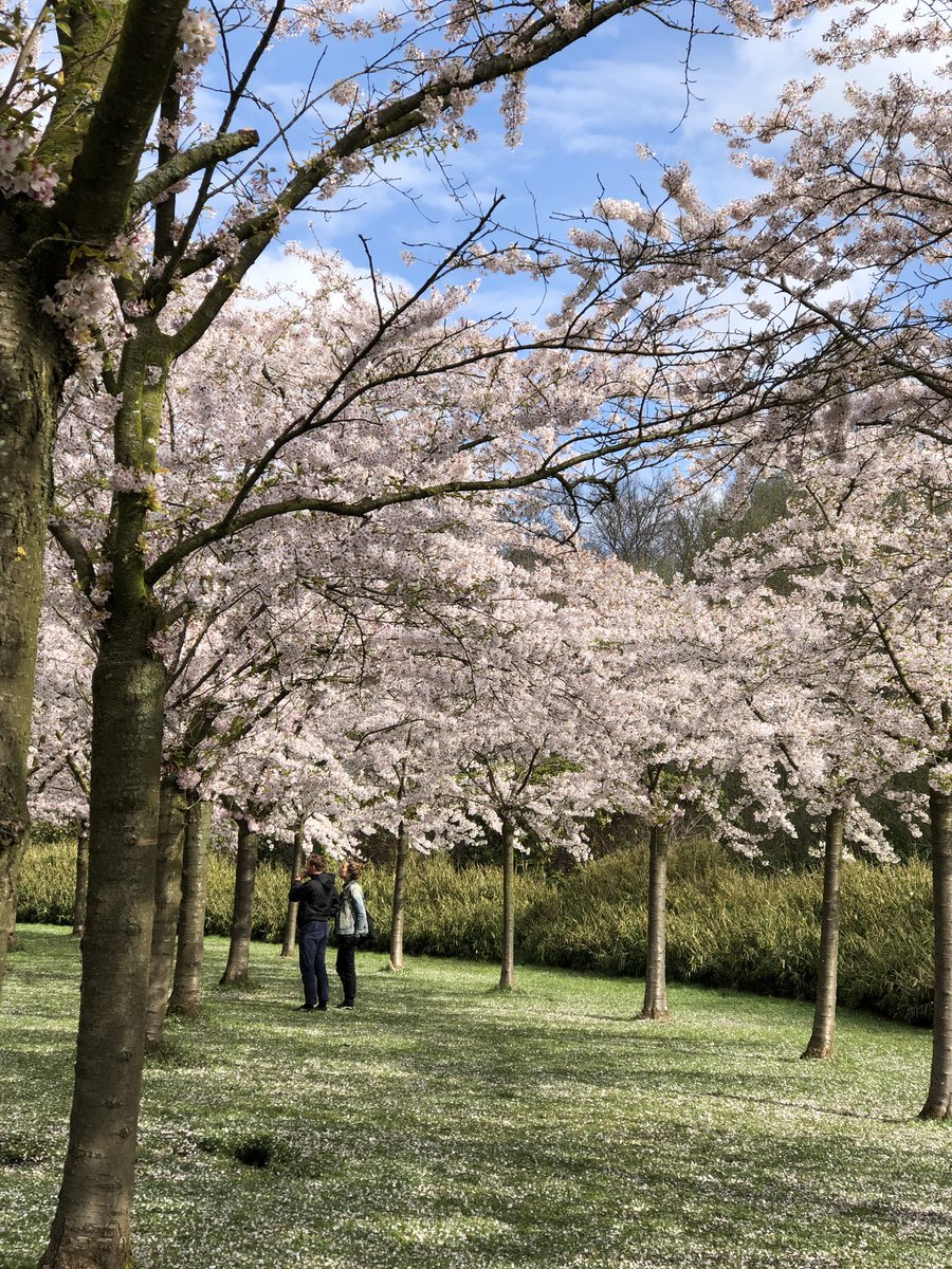 Nog meer bloesem #japansebloesem #Ikigai #sakura