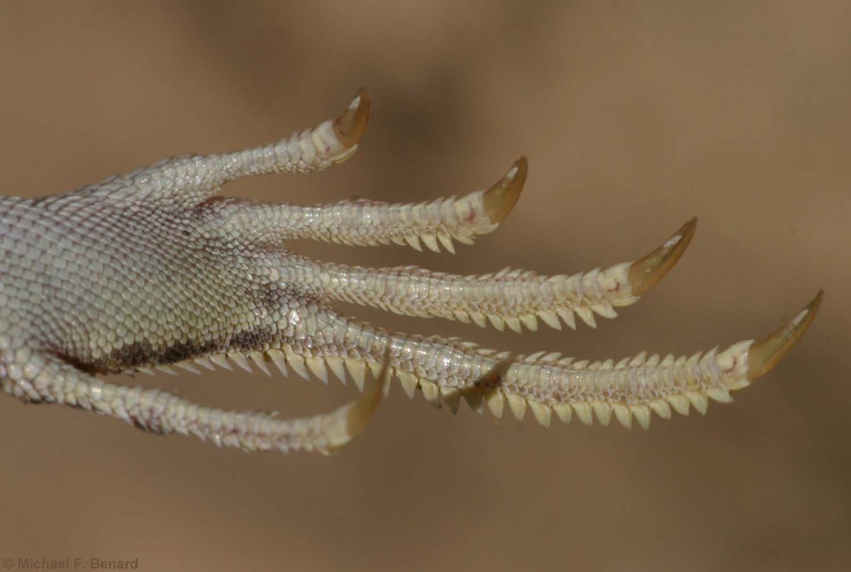 BenardMF's tweet photo. @spoonbill_hank Here are some Mojave Fringe-Toed Lizard (Uma scoparia) toes for #BestFeets. #TeamHerp https://t.co/uinxKtTvby