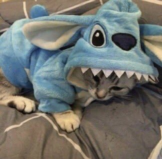 Catgooble's tweet photo. Amazing https://t.co/Rc7jW2LIUf