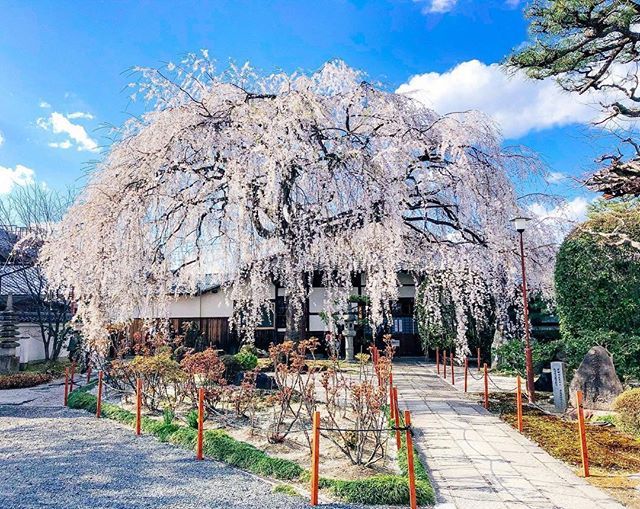 koji_hhk's tweet photo. ここもご立派。

#春 #桜 #神社仏閣 #花見 #京都 #日本 #japan #kyoto #cherryblossom #jptrip #igersjp #櫻花 #京都旅行 #写真好きな人と繋がりたい #写真を撮ってる人と繋がりたい #関西カメラ部 #京都カメラ部 #ig_japan #loves_japan https://t.co/icJLCsLka1 https://t.co/PgcTbulVea