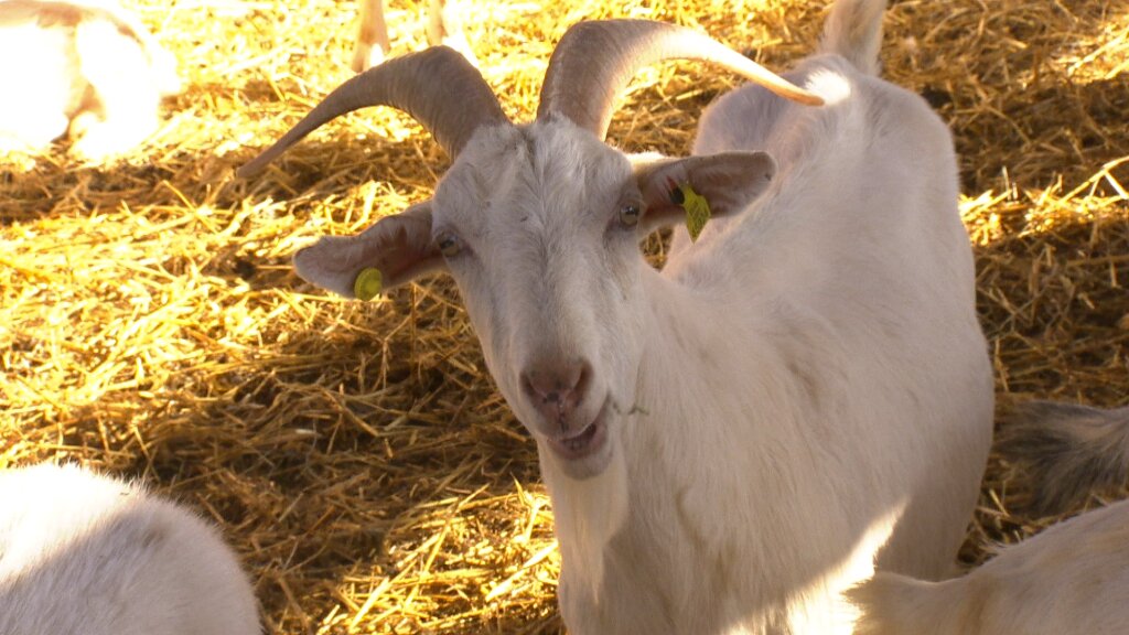 3CatInfo's tweet image. En Marc, el pastor de Riudaura que muny les seves cabres a mà i els hi posa música clàssica 
bit.ly/2KcDfJo
