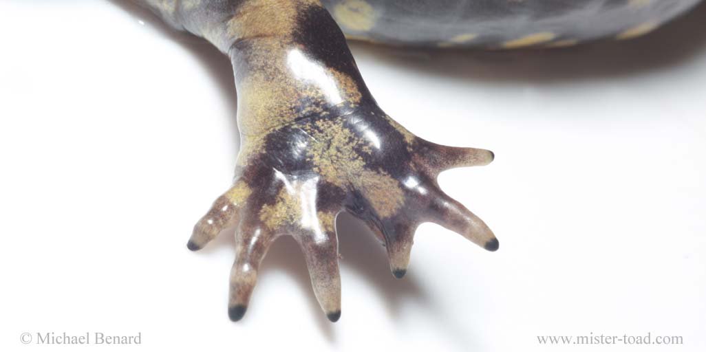 BenardMF's tweet photo. @spoonbill_hank And here is a deformed foot on a tiger salamander. This was a large, healthy female tiger salamander seen in Michigan in 2009. Despite this abnormal foot, she seemed to be doing alright. Foot deformity likely due to parasite infection when she was but a wee larva. #BestFeets https://t.co/4cnG93LAte