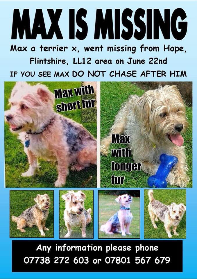 LisaLisaw1's tweet photo. #FindMax #MaxIsMissing 22.06.17 #Hope #Flintshire #Wales LL12 #Microchipped #CheckThatChip #TheftByFinding #StopPetTheft https://t.co/UfvMlLkiU7 https://t.co/Gmyo6RKyhM