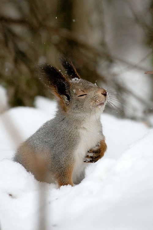 animalcoo's tweet photo. Easy, breezy, beautiful, cover squirrel https://t.co/TpMHSq5yQH