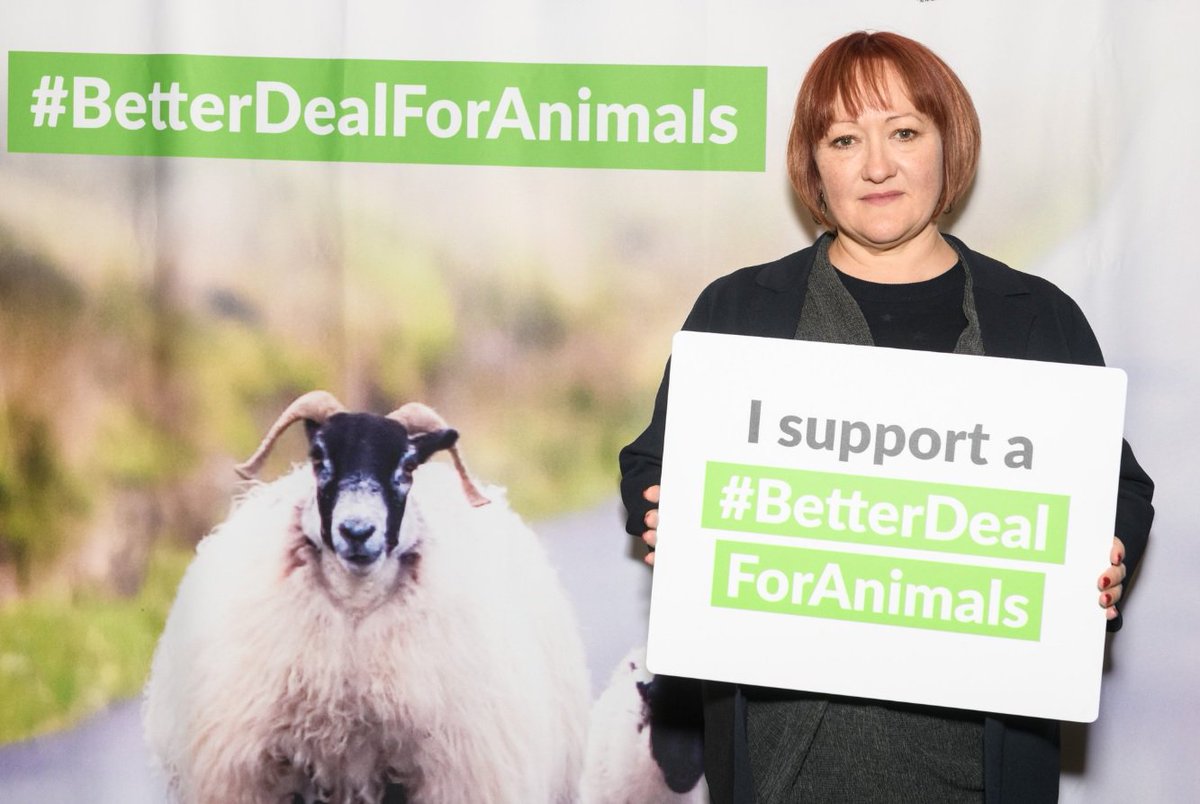 animal sentience animal sentience