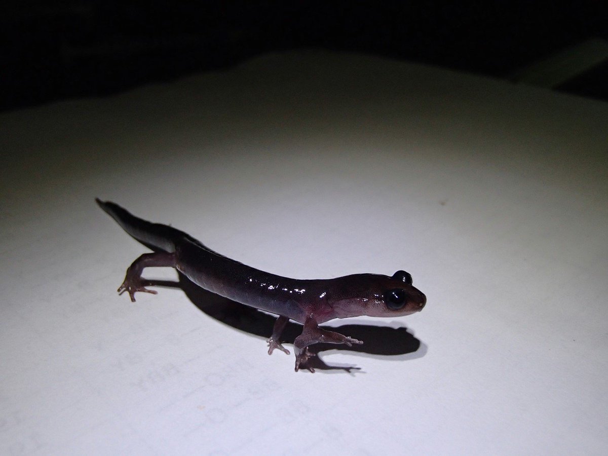 PlethodoNick's tweet photo. @BenardMF @spoonbill_hank Extra feet are definitely the #BestFeets https://t.co/zlBXC9Vgij