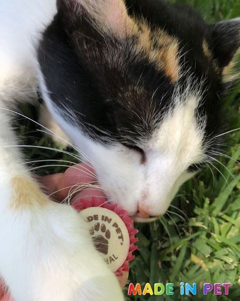 MadeInPet's tweet photo. [LOVE CUPCAKES] ❤💕❤ 
Un moment de tendresse que Perle 🐱 notre gourmet 
partage avec son Cupcakes MADE iN PET préféré 😋😍 https://t.co/i3thc1r5rz #chats #cats #MADEINPET #Cupcakes #madeinFrance https://t.co/9uRzxqUXSE