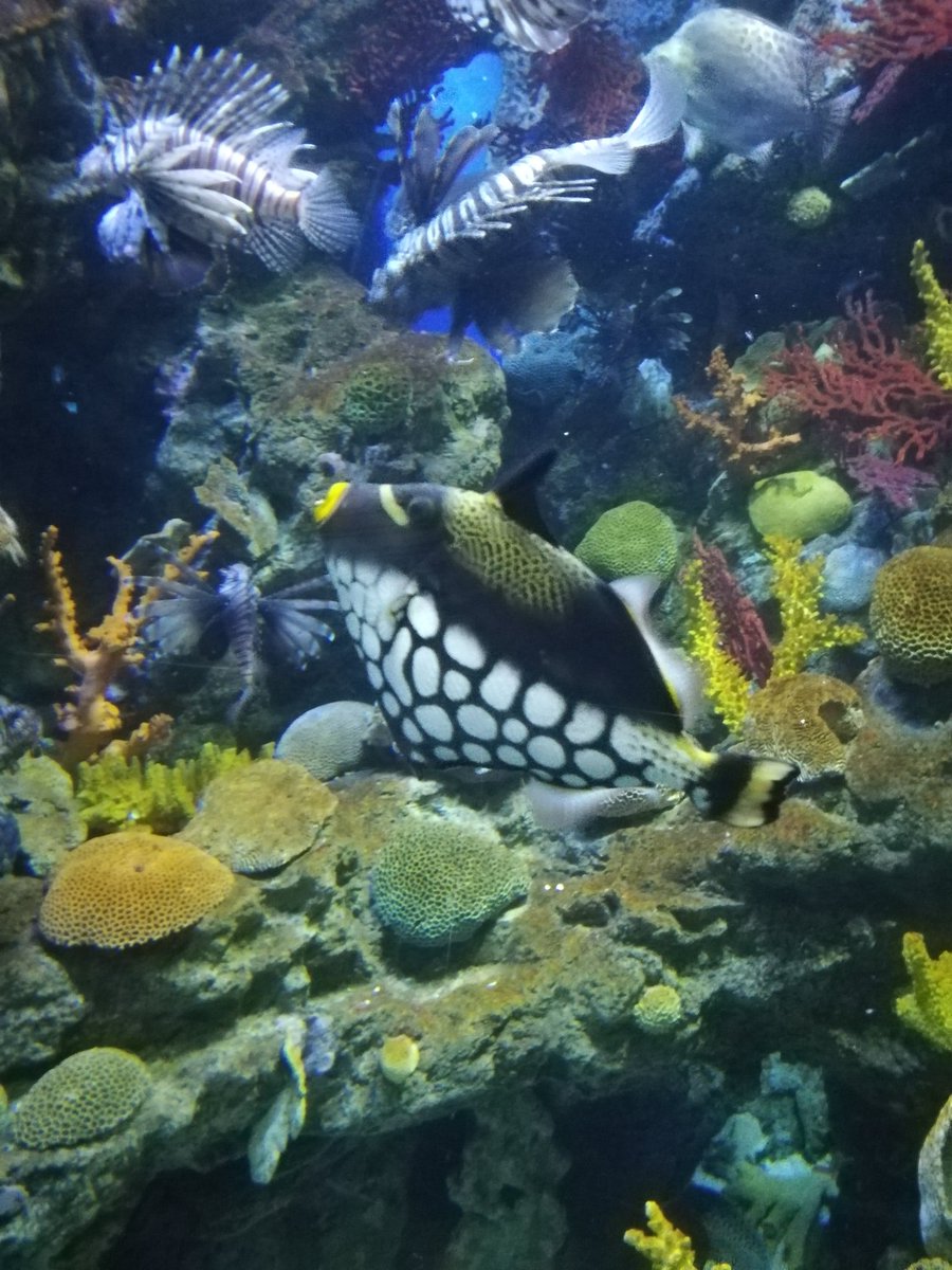 outputin22's tweet photo. @suzette_ka invited me to the aquarium of Barcelona. You will never be able to guess what happened there or get how I feel now. I finally saw a real life #clowntriggerfish! Woohoo! 🐠🐠🐠🐠 They say never meet your heroes but they are wrong! Amazing guy! https://t.co/iCNKbMCBkJ